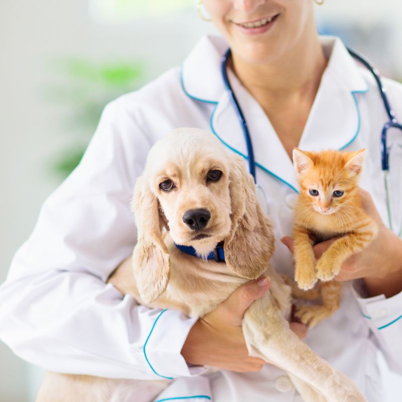 Reabilitação animal - Fisioterapeura Veterinário