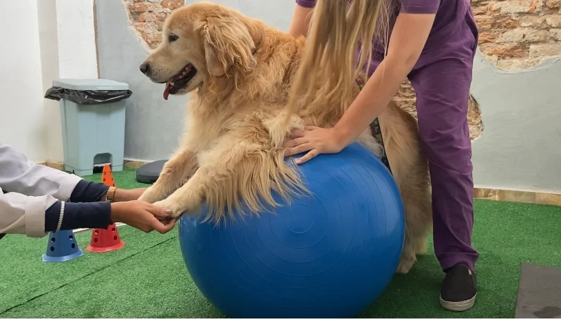 Fisioterapia Veterinária Cervet