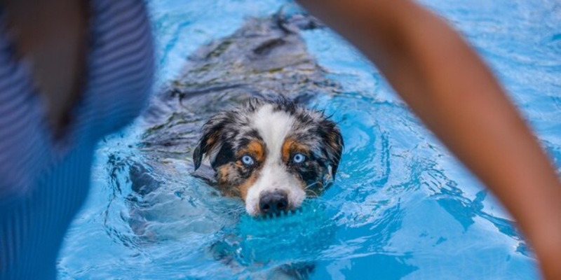 Benefícios da Fisioterapia Veterinária