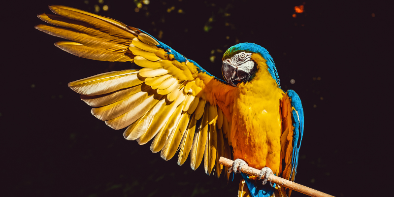 Acupuntura em aves