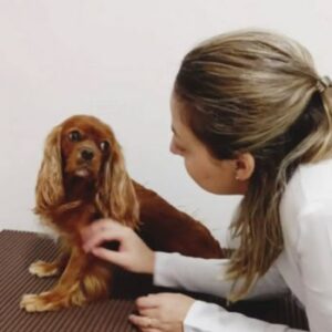 Acupuntura PetLove (1)