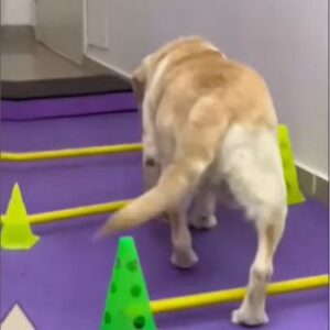 Fisioterapia para Cães (1)