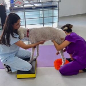 Fisioterapia para Cães (2)
