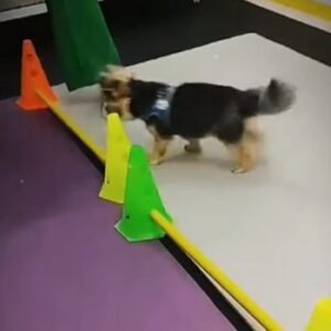 Fisioterapia para Cães (3)