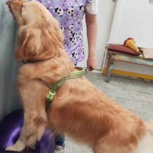 Fisioterapia Pet (3)