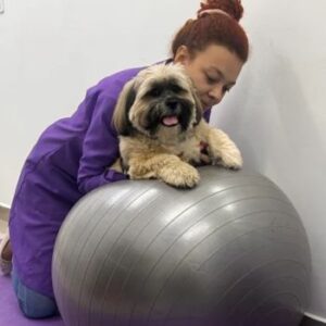 Veterinário Fisioterapeuta (1)