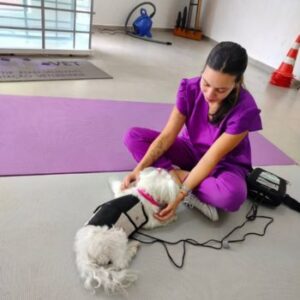 Tratamento com hidroesteira para cachorro (2)