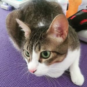 Veterinário Neurologista para Gatos (3)